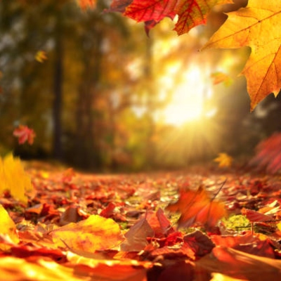 Fall