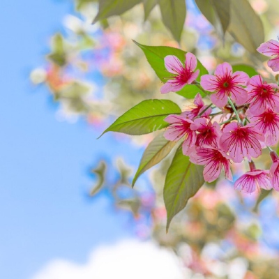 Spring